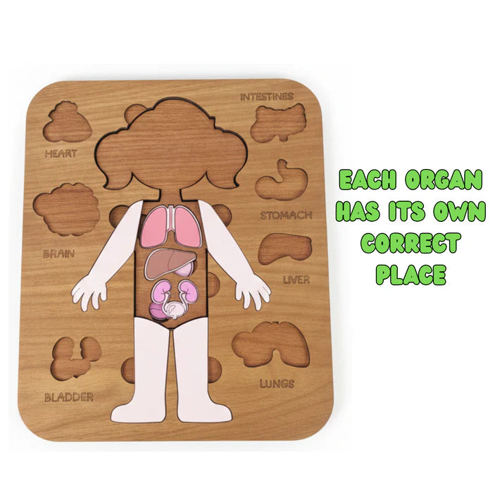 لعبة تعليم أعضاء الجسم للأطفال 5–12 سنة – Montessori Anatomy Puzzle ( Girl )