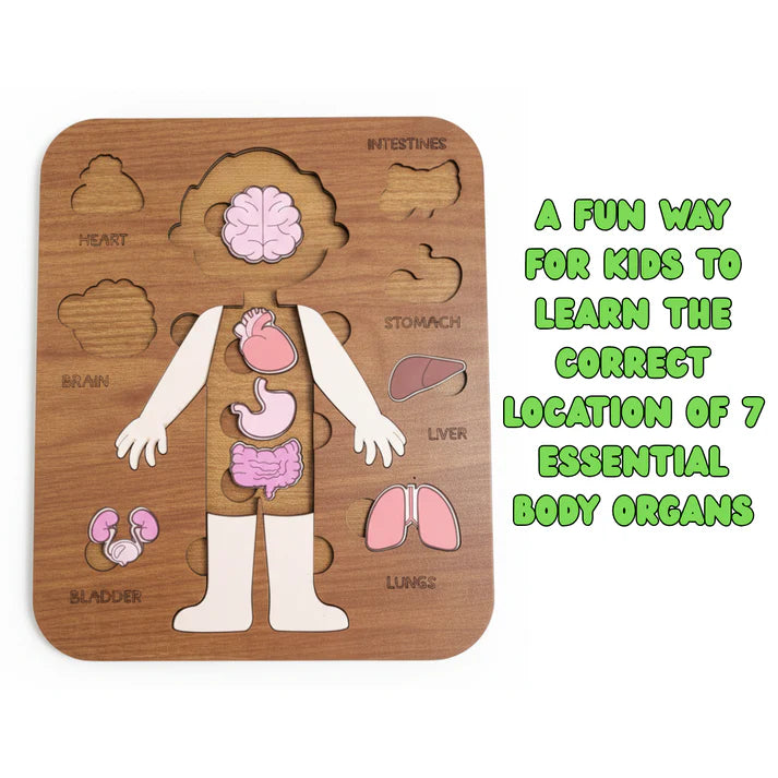 لعبة تعليم أعضاء الجسم للأطفال 5–12 سنة – Montessori Anatomy Puzzle (Boy)