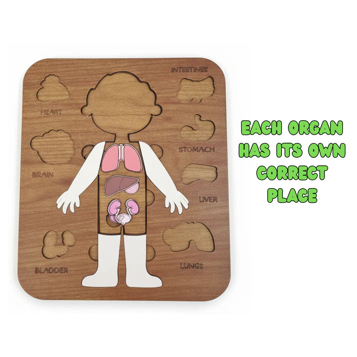 لعبة تعليم أعضاء الجسم للأطفال 5–12 سنة – Montessori Anatomy Puzzle (Boy)